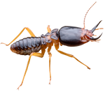 Termite — North Bend, OR — Bill’s Pest Control
