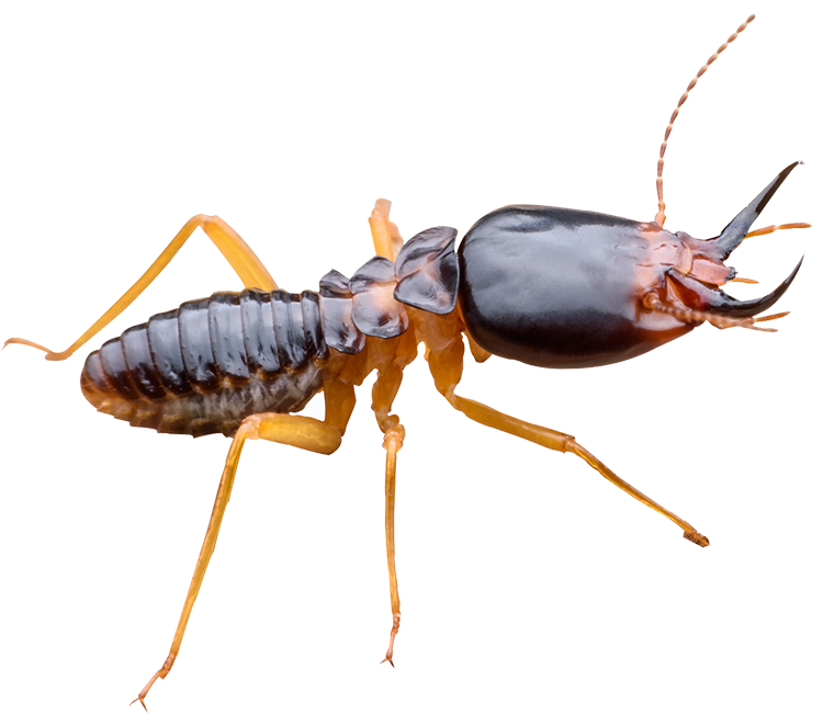 Termite — North Bend, OR — Bill’s Pest Control