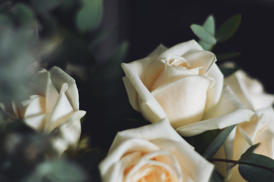 A close up of a bunch of white roses with green leaves on a black background.