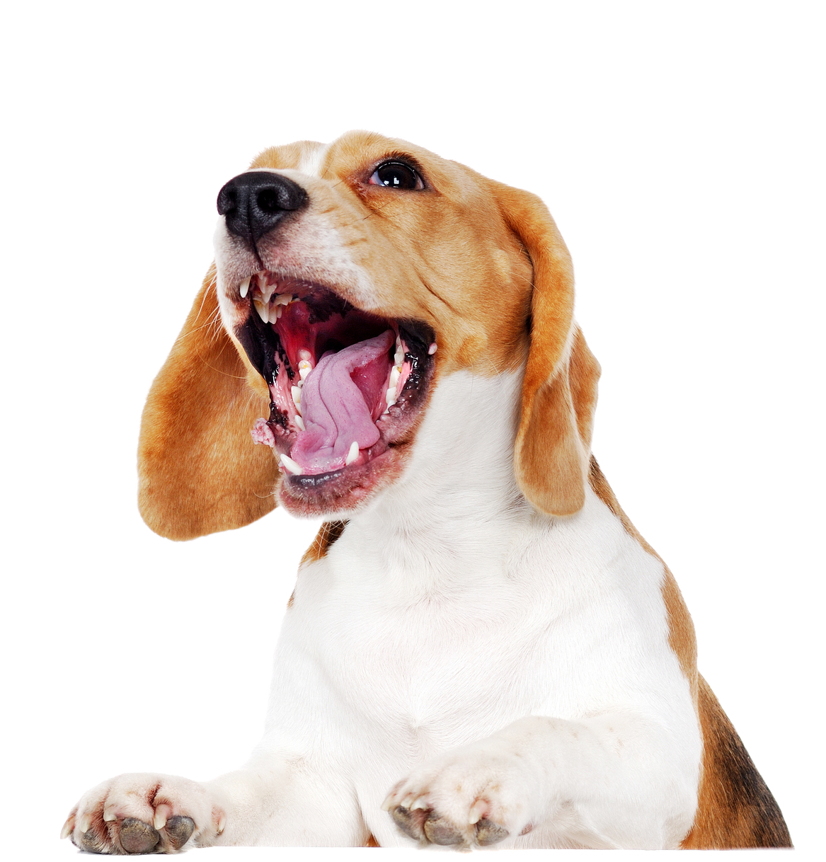 veterinario mariani a milano