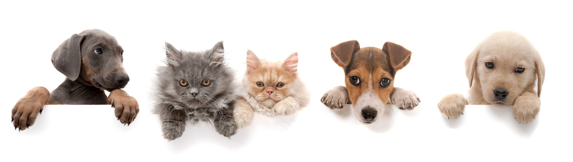 veterinario per cani e gatti
