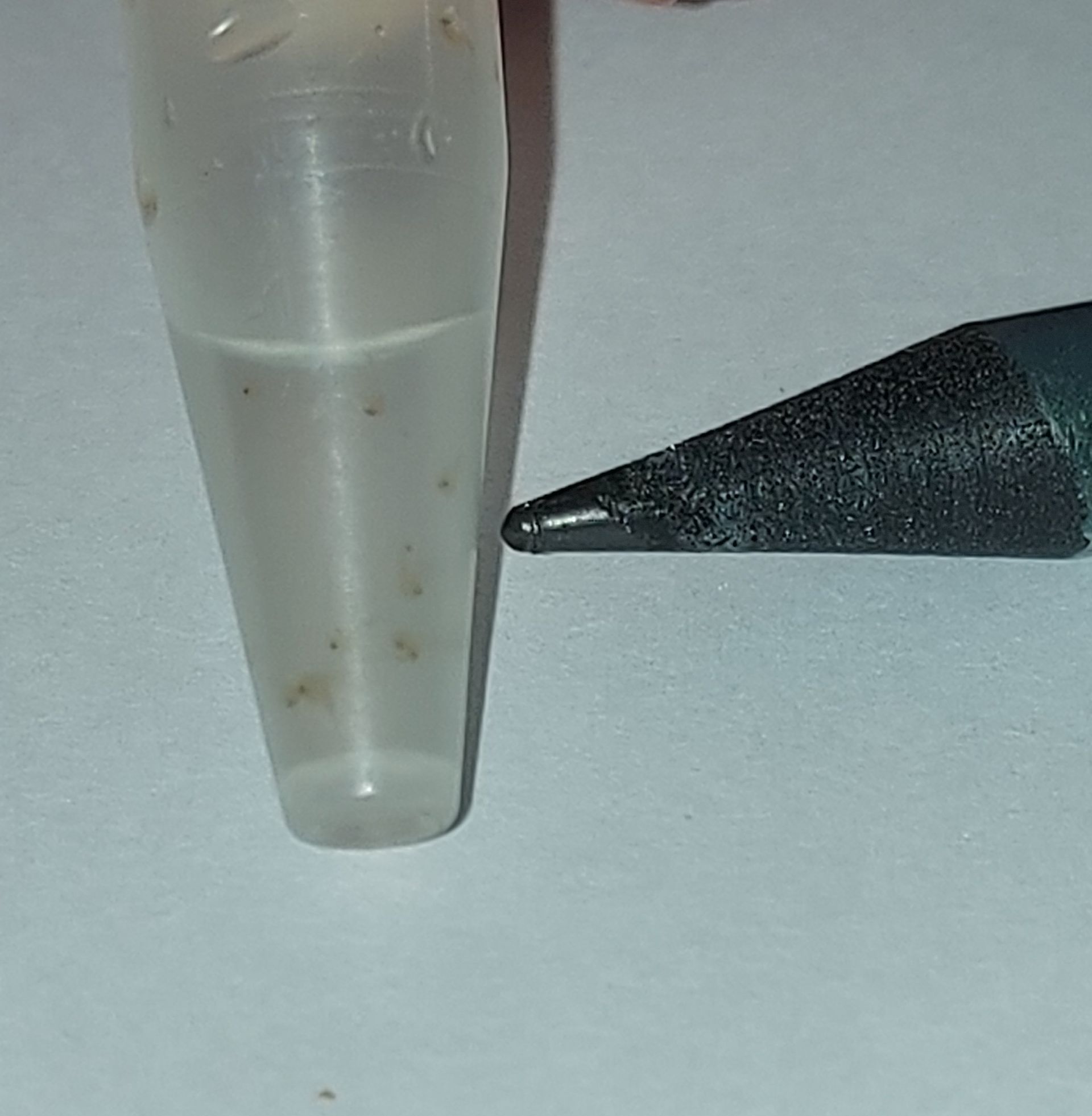 leishmania animali