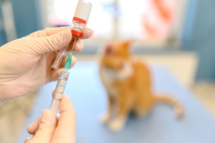 vaccinazioni animali