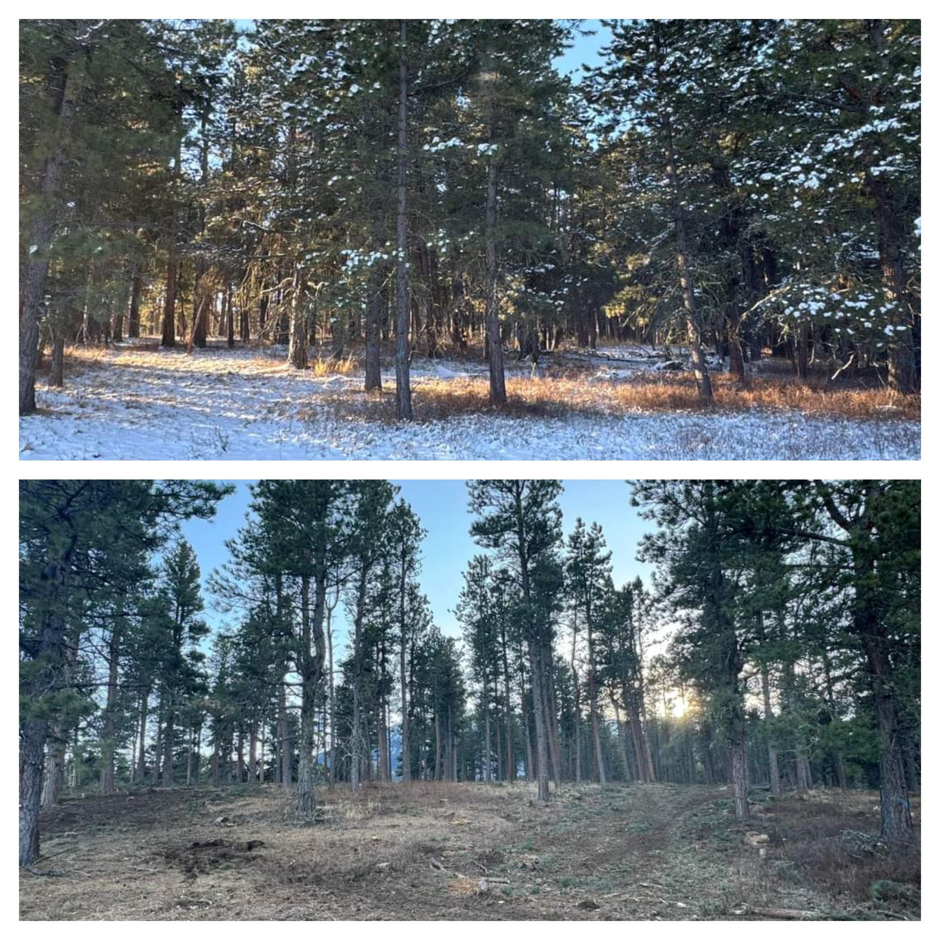 Forest With Snow On The Ground - Billings, MT - Forest and Range Solutions