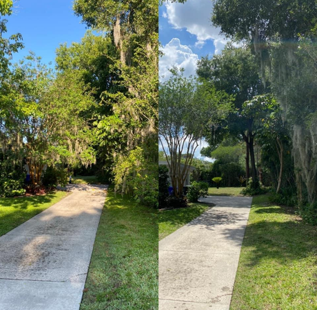 Driveway before and after trimming overgrown trees; sunny day.