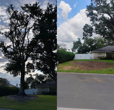 Two-panel photo: Tree and sky contrast with a lawn, fence, and house. Sunny, daytime.