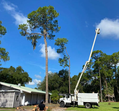 A tree service truck with its lift extended, trimming a tall pine tree near a building under a blue sky.
