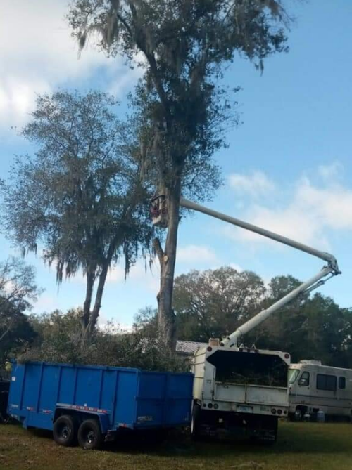 Tree trimming: worker in lift cuts branches. Blue trailer collects debris. Bright sky.
