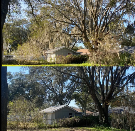 Top: Before tree trimming, small building obscured. Bottom: After trimming, building is visible.