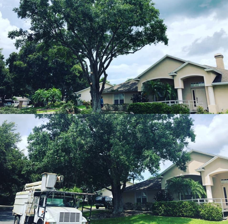 Tree trimming before and after, beside a house. A tree trimming truck is in the lower photo.