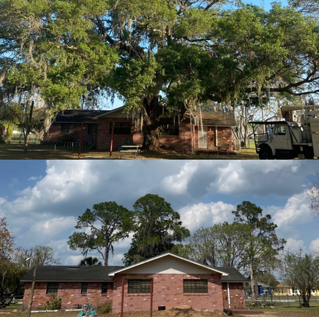 Top: Brick house with large oak tree and hanging moss. Bottom: Same house with tree removed.
