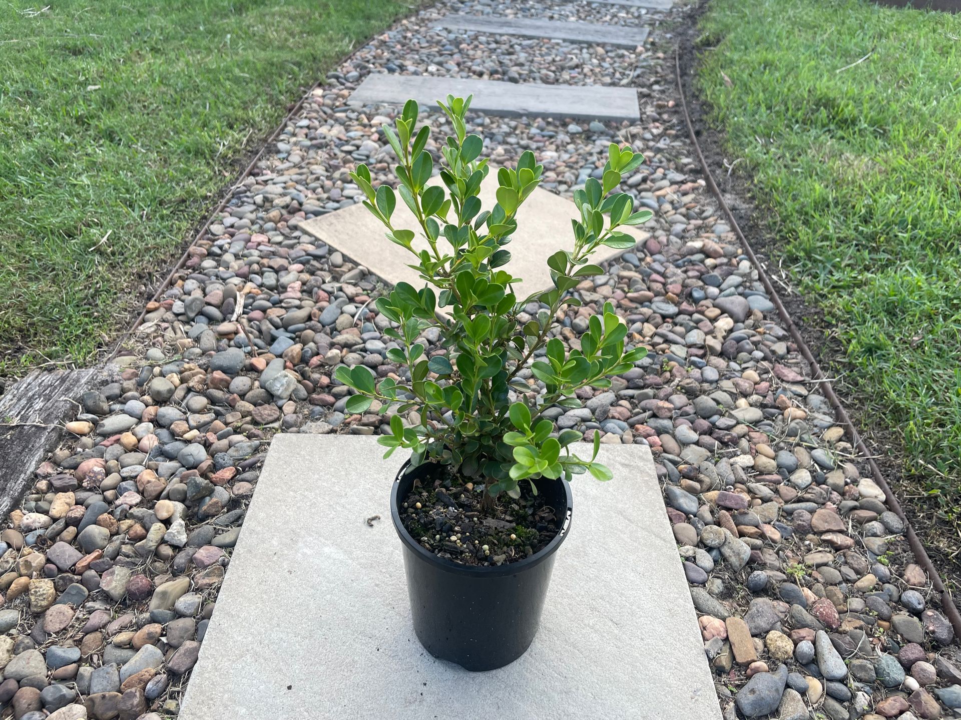 Woman Gardening — Campvale, NSW — Campvale Landscape Supplies