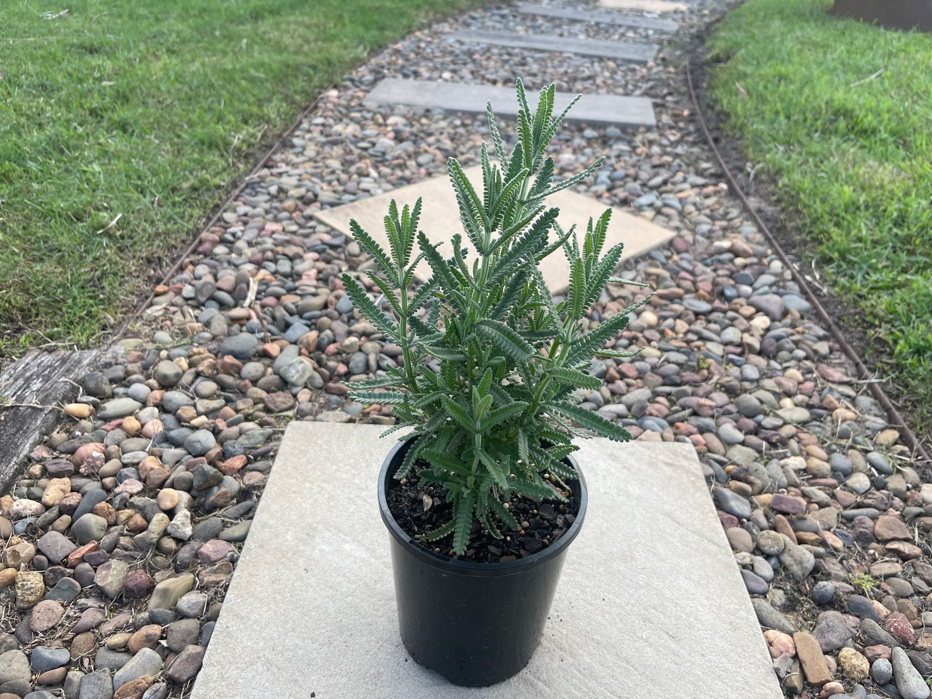 Flower In The Garden — Campvale, NSW — Campvale Landscape Supplies