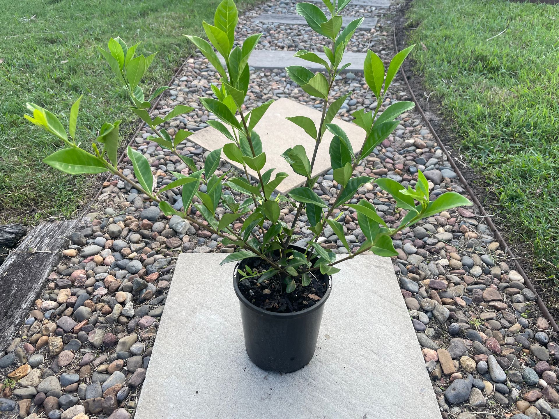 Woman Planting Seedlings — Campvale, NSW — Campvale Landscape Supplies