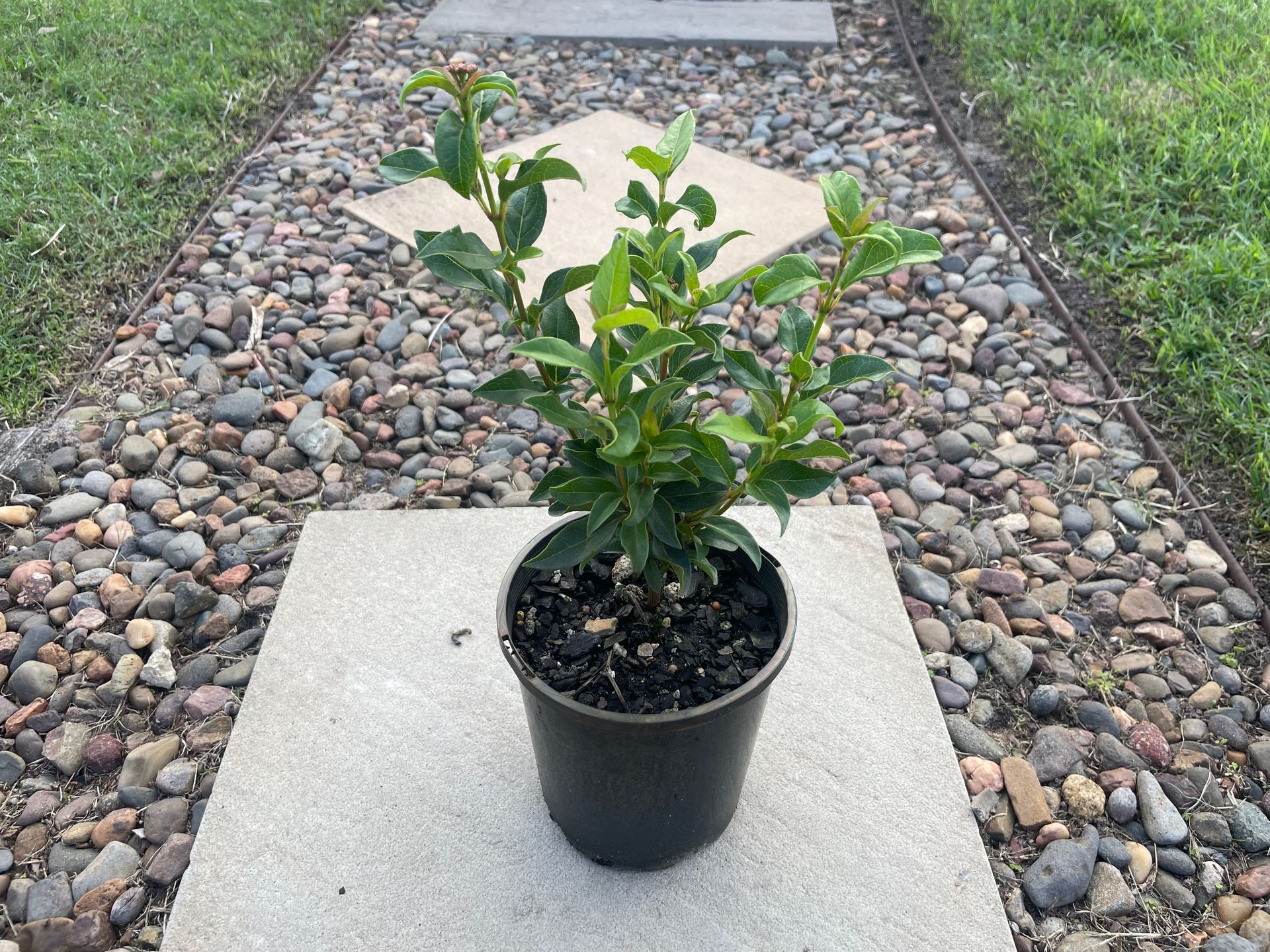 Planting Seedlings — Campvale, NSW — Campvale Landscape Supplies