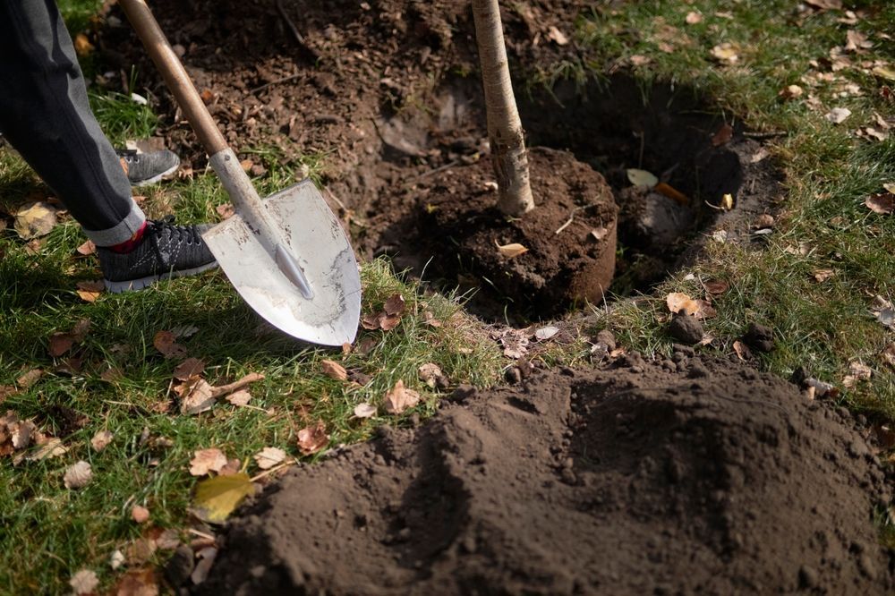 A Person Is Digging A Hole In The Ground To Plant A Tree — Mid Coast Mowers In Taree, NSW