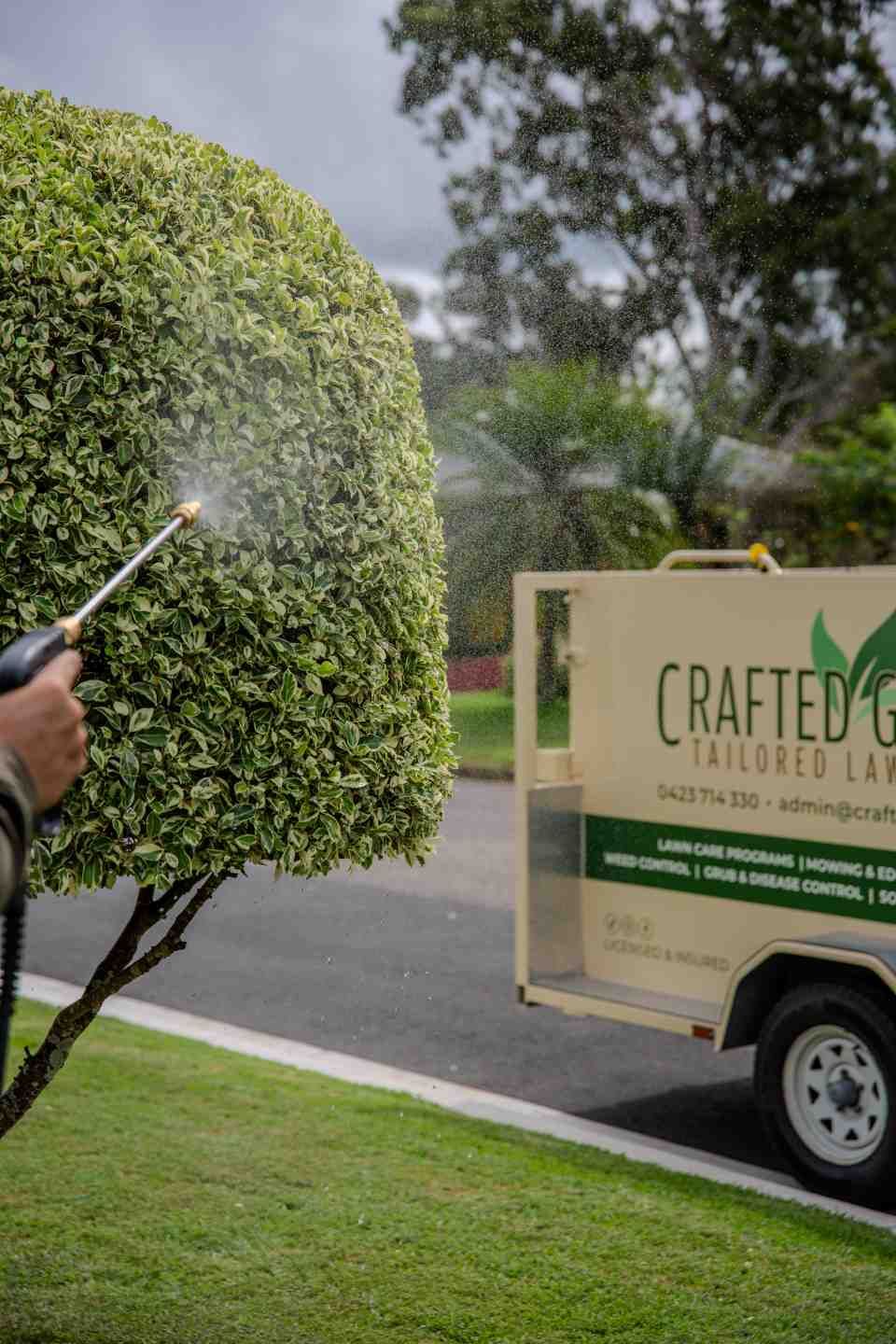 Person Spraying a Green and White Hedge With a Hose — Mow & Mulch Lawn & Garden Maintenance In Salamander Bay, NSW
