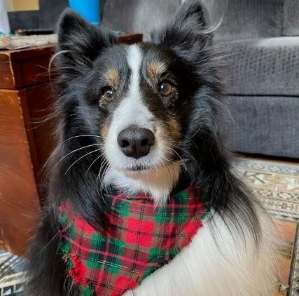 Image of groomed dog by Happy Jos Bows Hot Springs SD