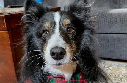 Image of groomed dog by Happy Jos Bows Hot Springs SD