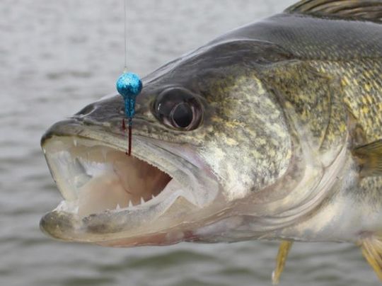 A man is standing next to a large rv parked in a grassy area.