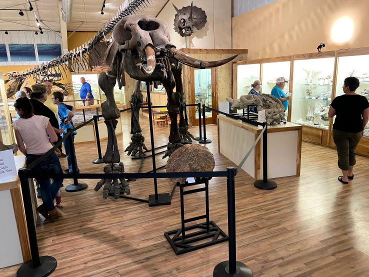 An image of fossils at Fossil Finder Museum