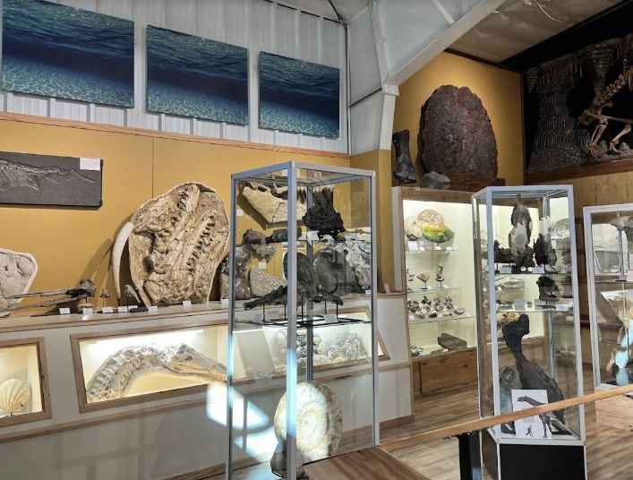 Large and small fossiles at World Fossile Finder