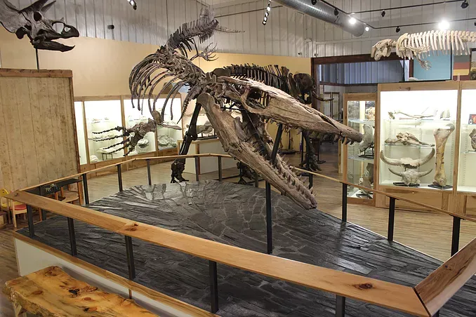A large dinosaur skeleton is displayed in a museum