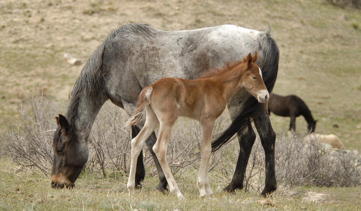 A horse and a foal are grazing in a field.