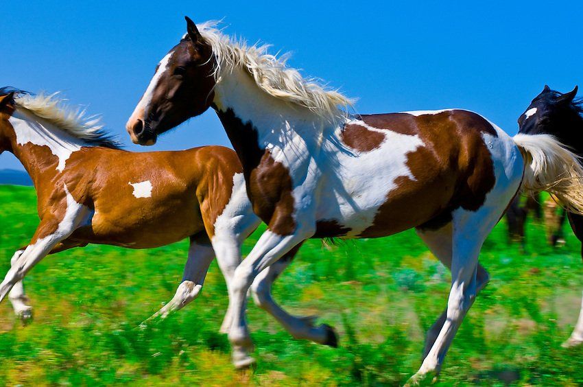 A herd of brown and white horses running in a grassy field