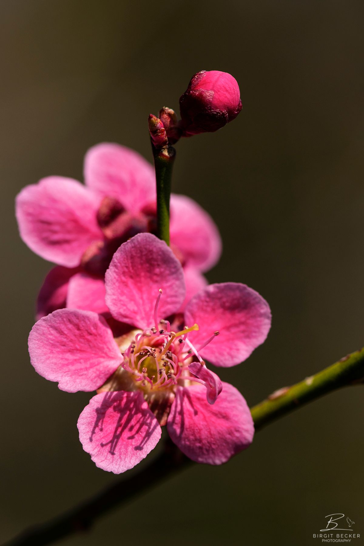 Japanische Aprikosenblüte