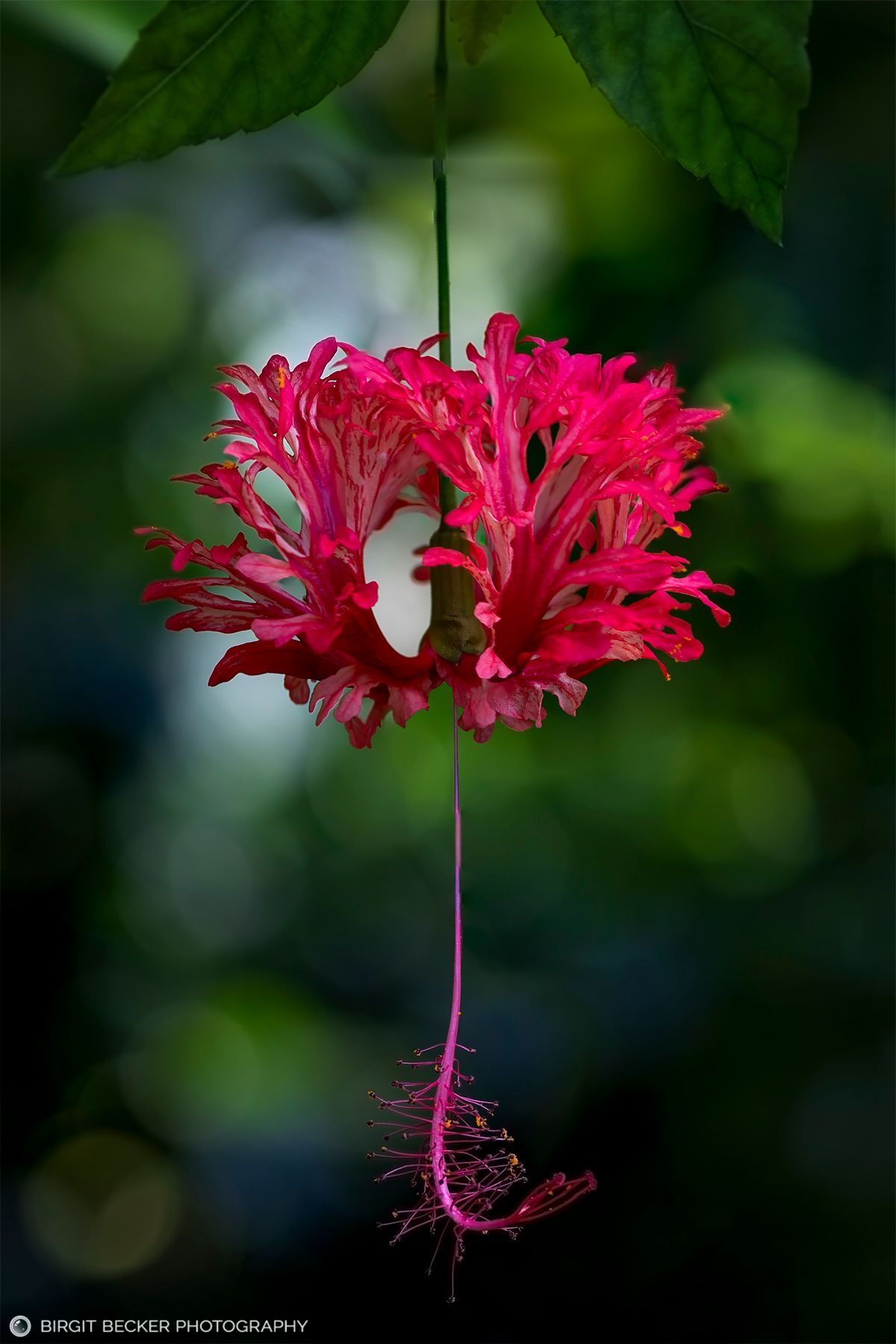 Foto einer roten tropischen Blüte