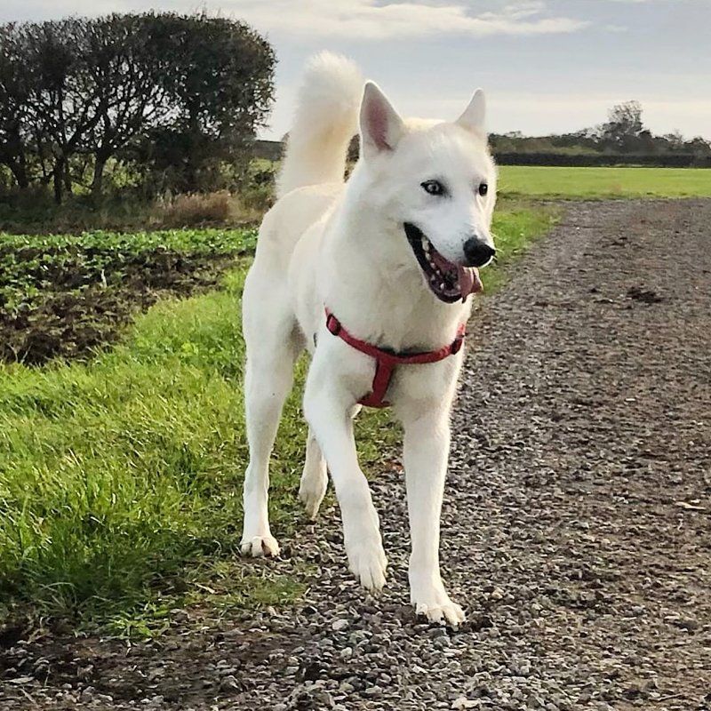 white dog in a red harness