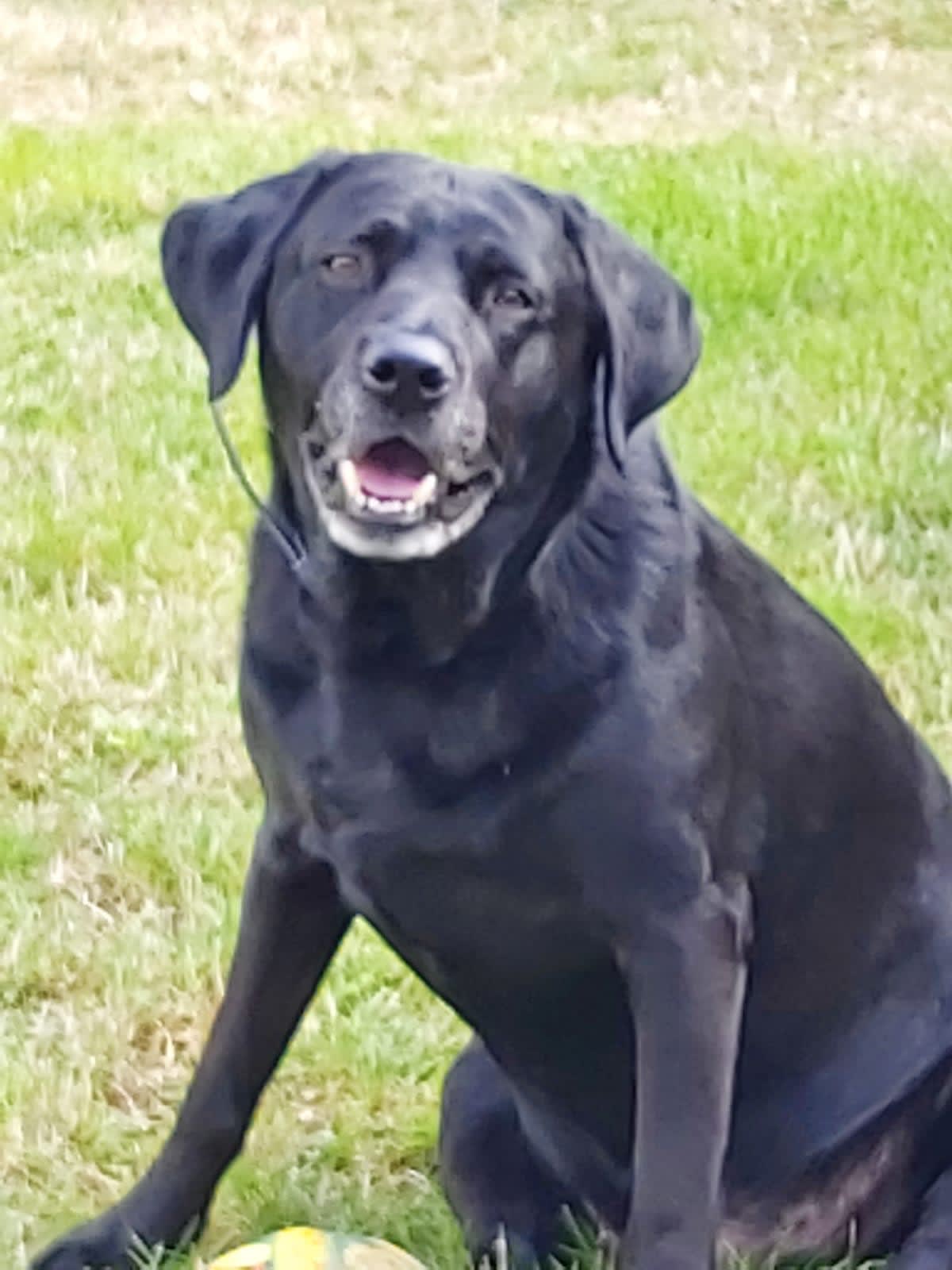 Black Labrador