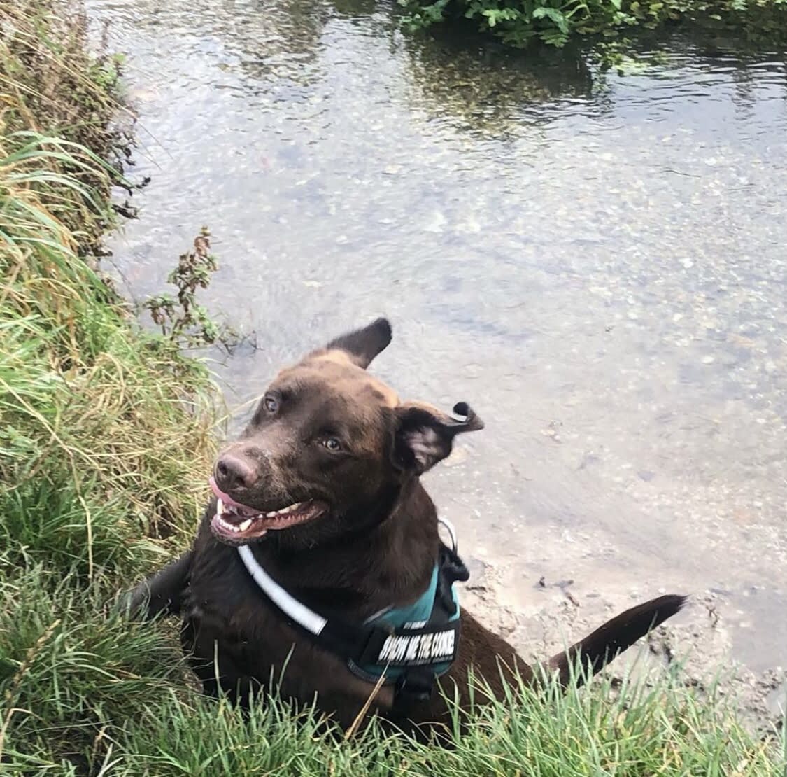 brown dog next to a pond