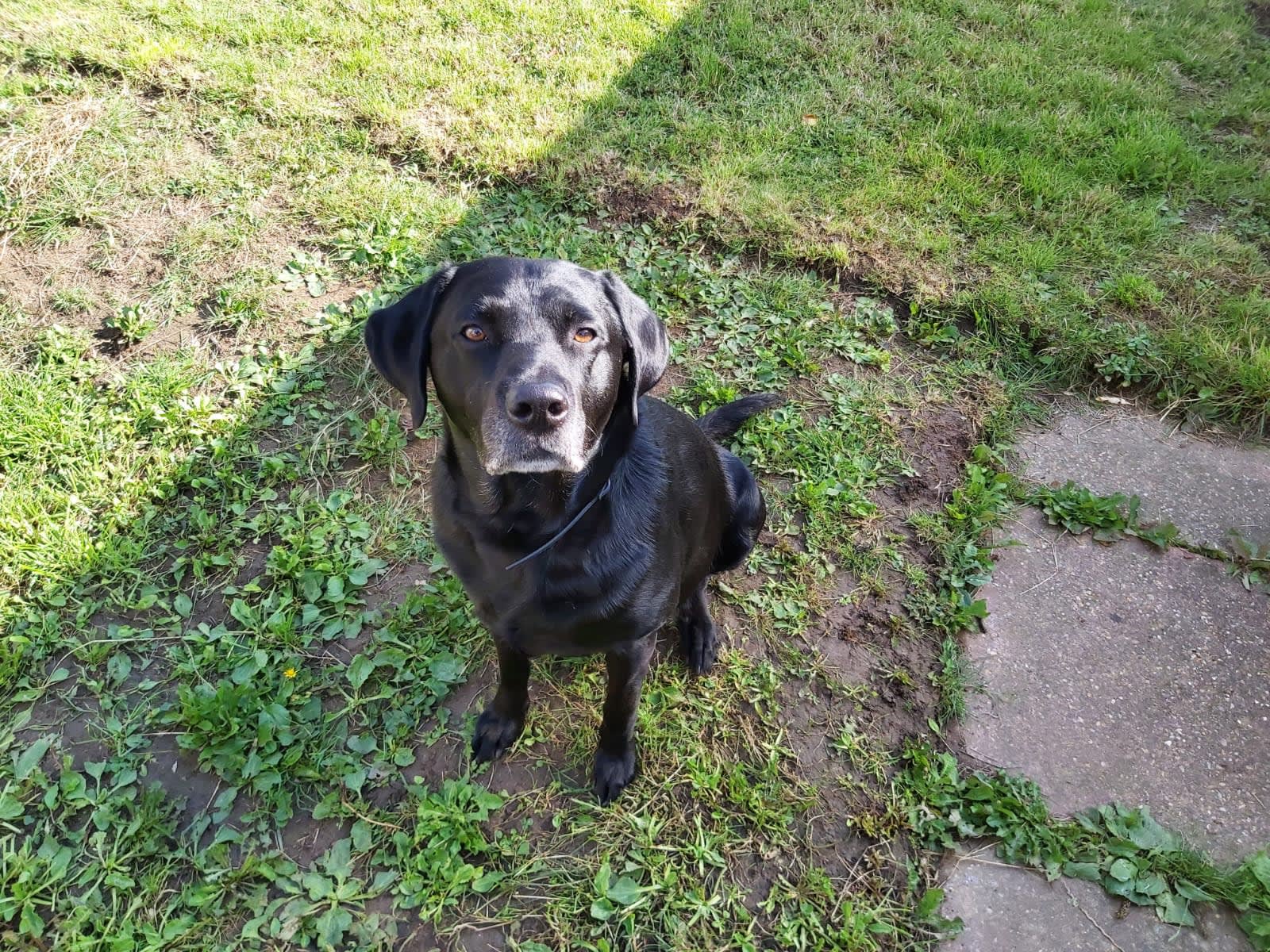 black dog in a garden
