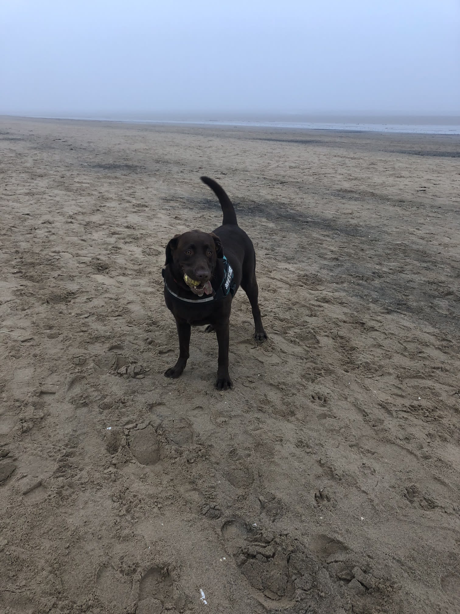 black dog on a beach