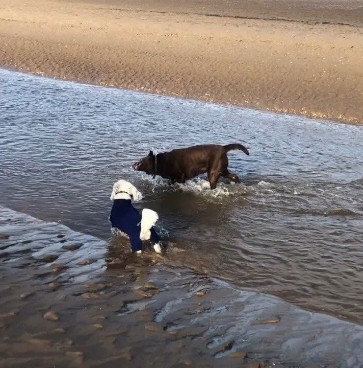 2 dogs in the sea