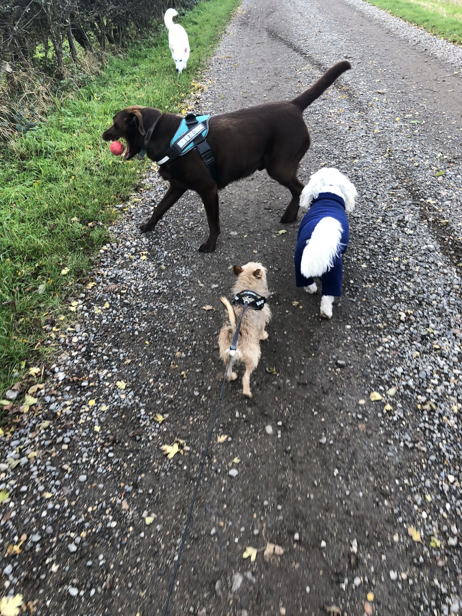 3 dogs on a path