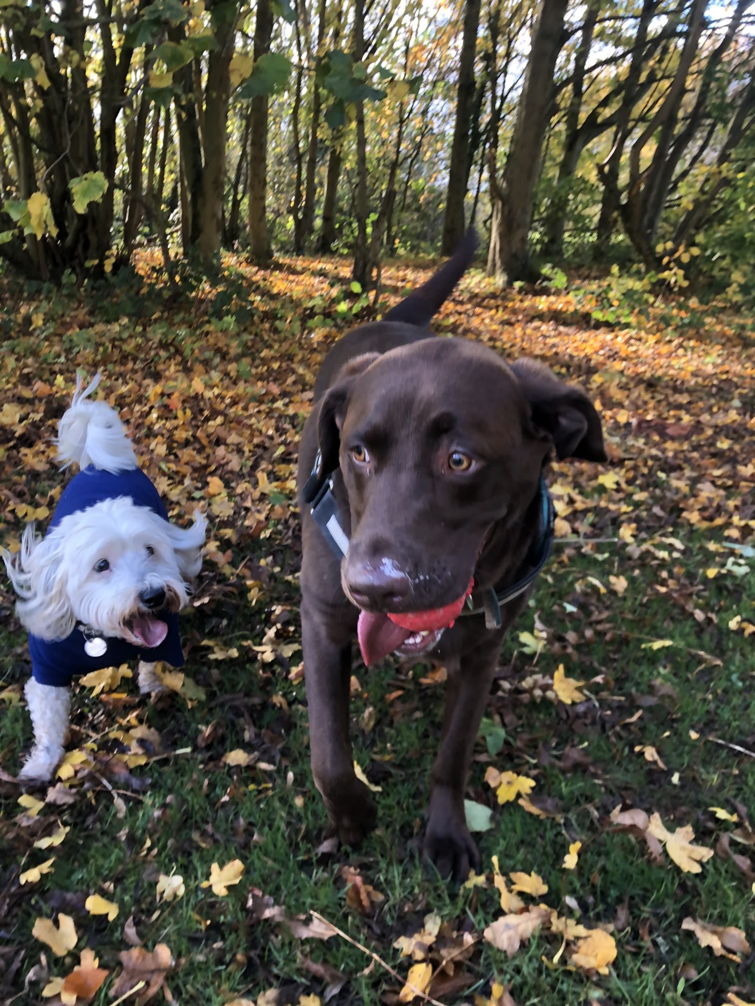 2 dogs in the woods