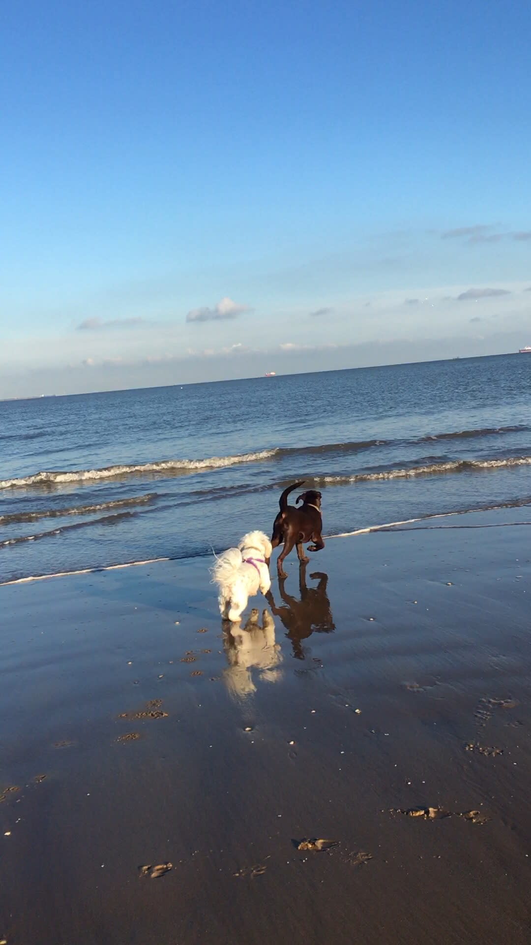 2 dogs on a beach
