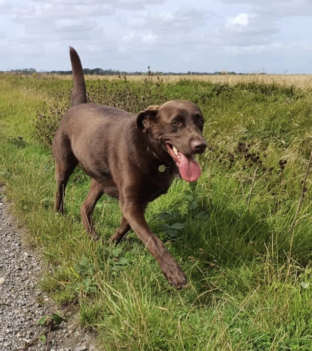 brown Labrador