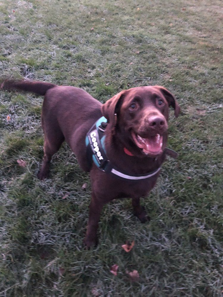 Brown Labrador with tongue