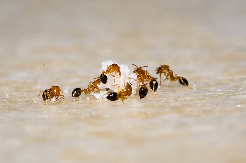 A group of ants are crawling on a piece of food.