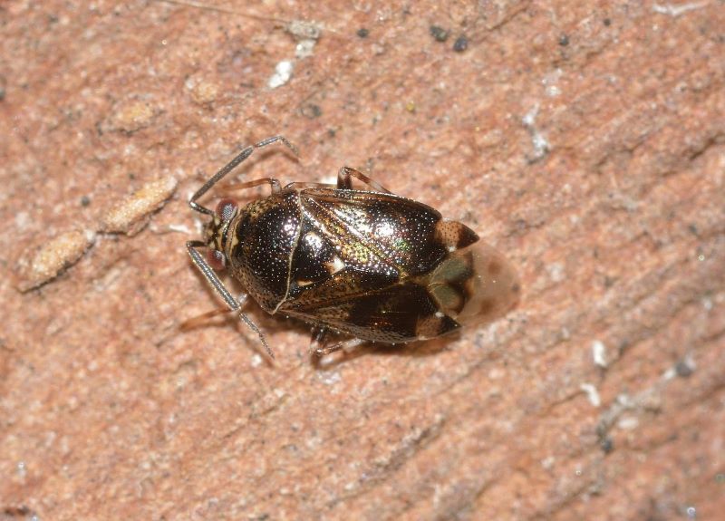 A small black and gold bug is sitting on a brown surface.