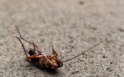 A cockroach is laying on its back on the ground.