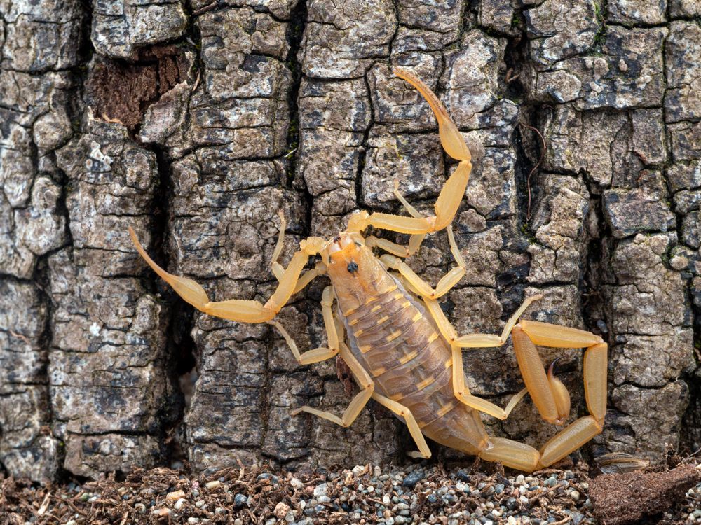 A yellow scorpion is crawling on a tree trunk.