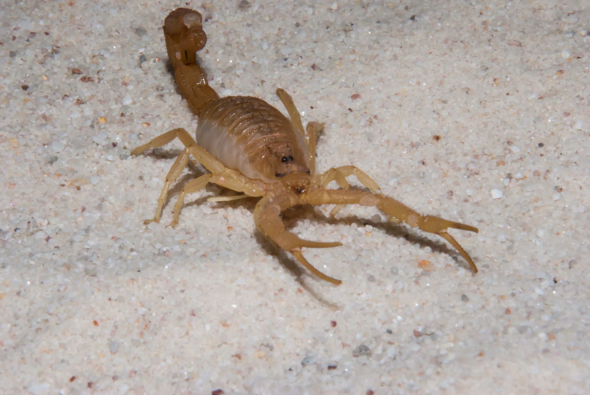 A scorpion is crawling on a sandy surface.