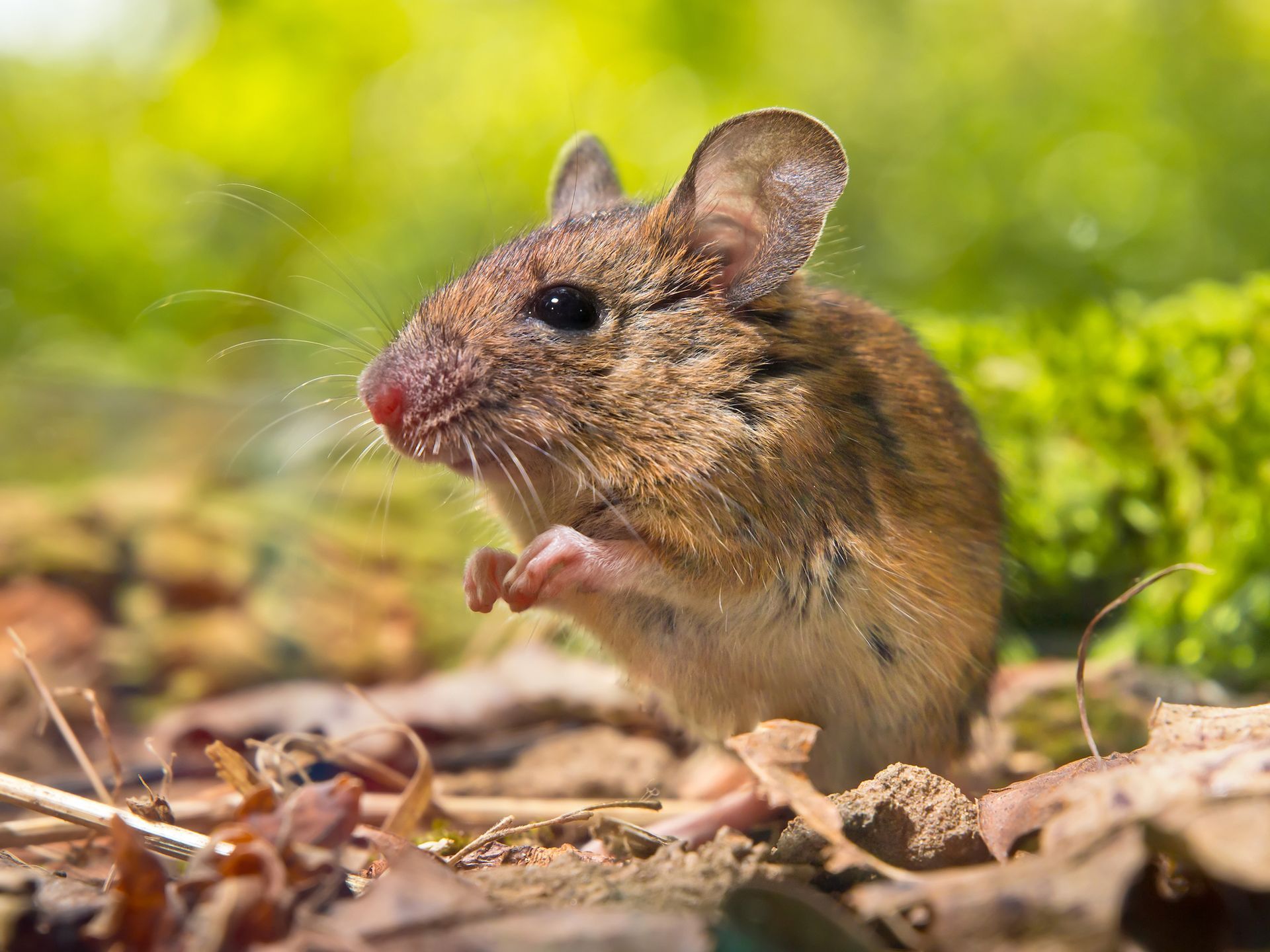 A mouse is standing on its hind legs in the dirt.