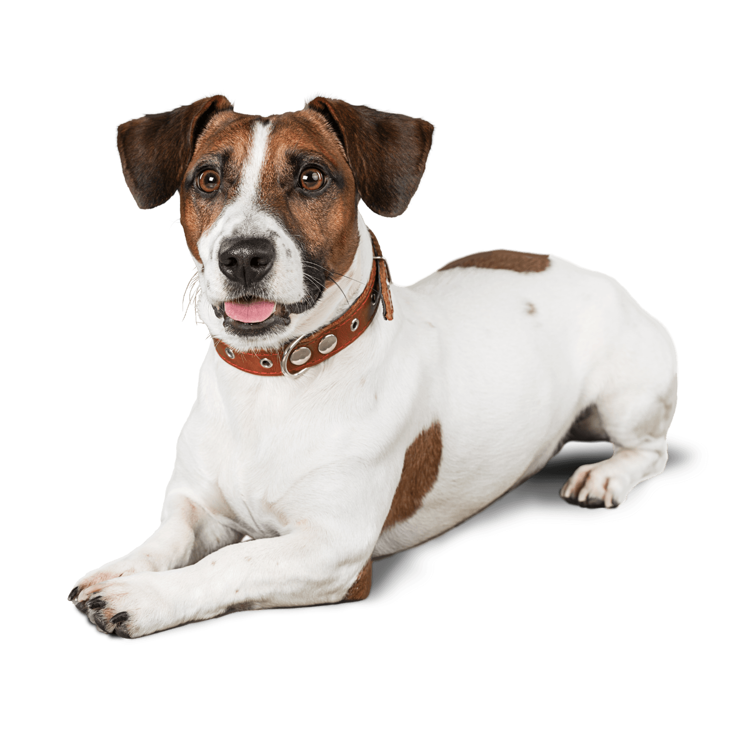 Pasadena Pets Veterinary Hospital | Happy Pets Happy Owners