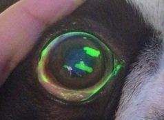Corneal Ulcer - (2 green lines on the eye)